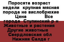 Поросята возраст 4 недели, крупная мясная порода(не вислобрюхие ) › Цена ­ 4 000 - Все города, Ступинский р-н Животные и растения » Другие животные   . Свердловская обл.,Нижняя Салда г.